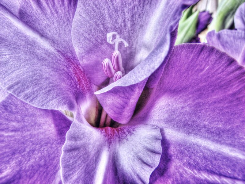 Purple Gladiolus Flower — Calm