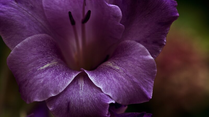 Purple Gladiolus Flower — Dramatic, Photograph, Petals, Stamen