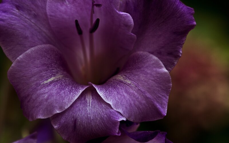 Purple Gladiolus Flower — Dramatic, Photograph, Petals
