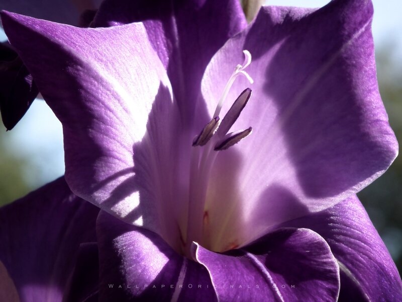 Purple Gladiolus Flower — Dramatic