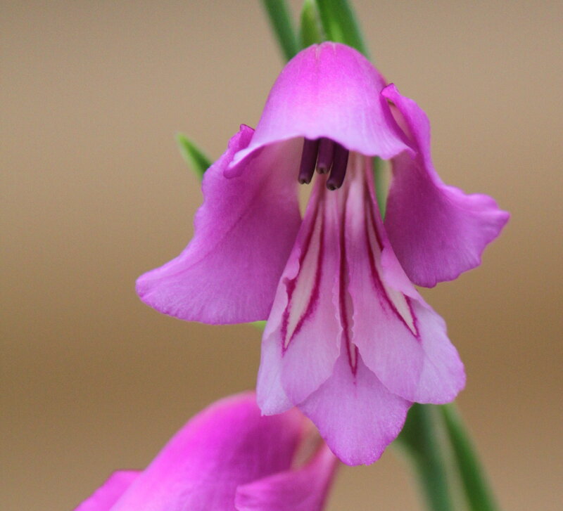 Purple Gladiolus Flower — Pink