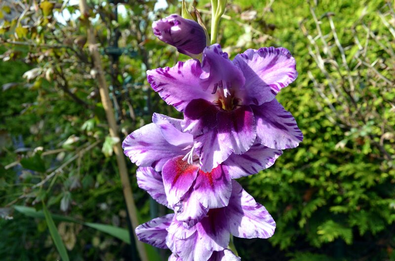 Purple Gladiolus Flower — Serene, Afternoon