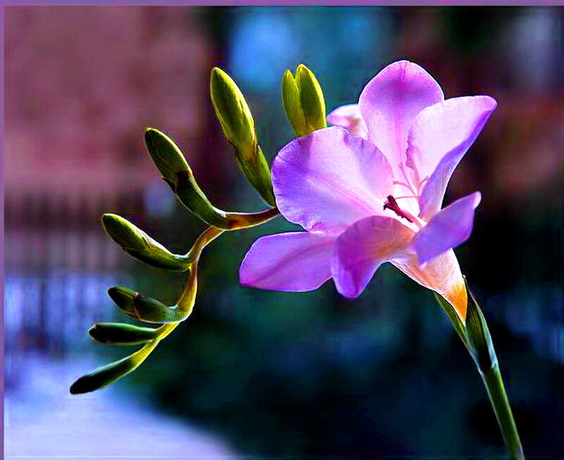 Purple Gladiolus Flower — Serene