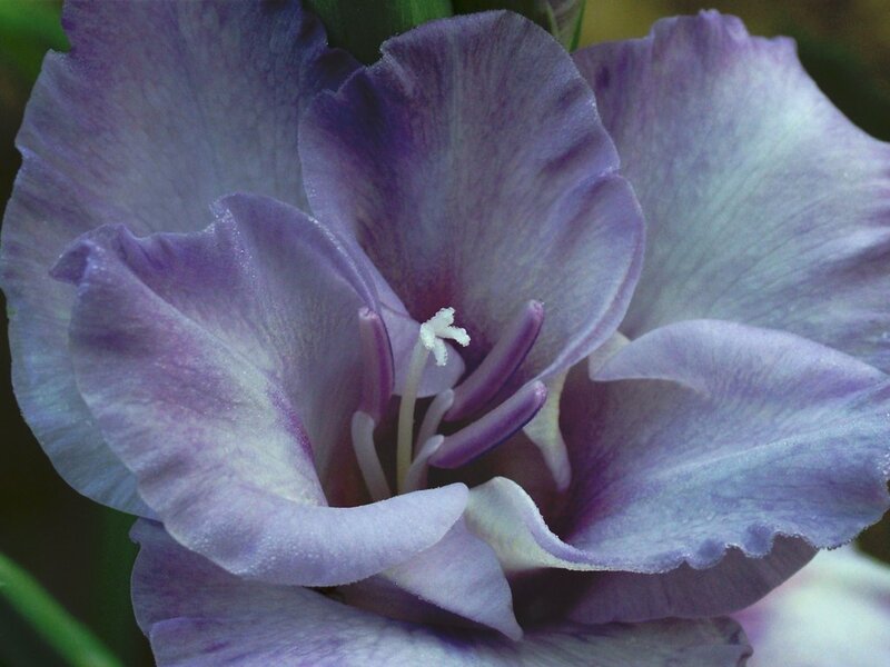 Purple Gladiolus Flower