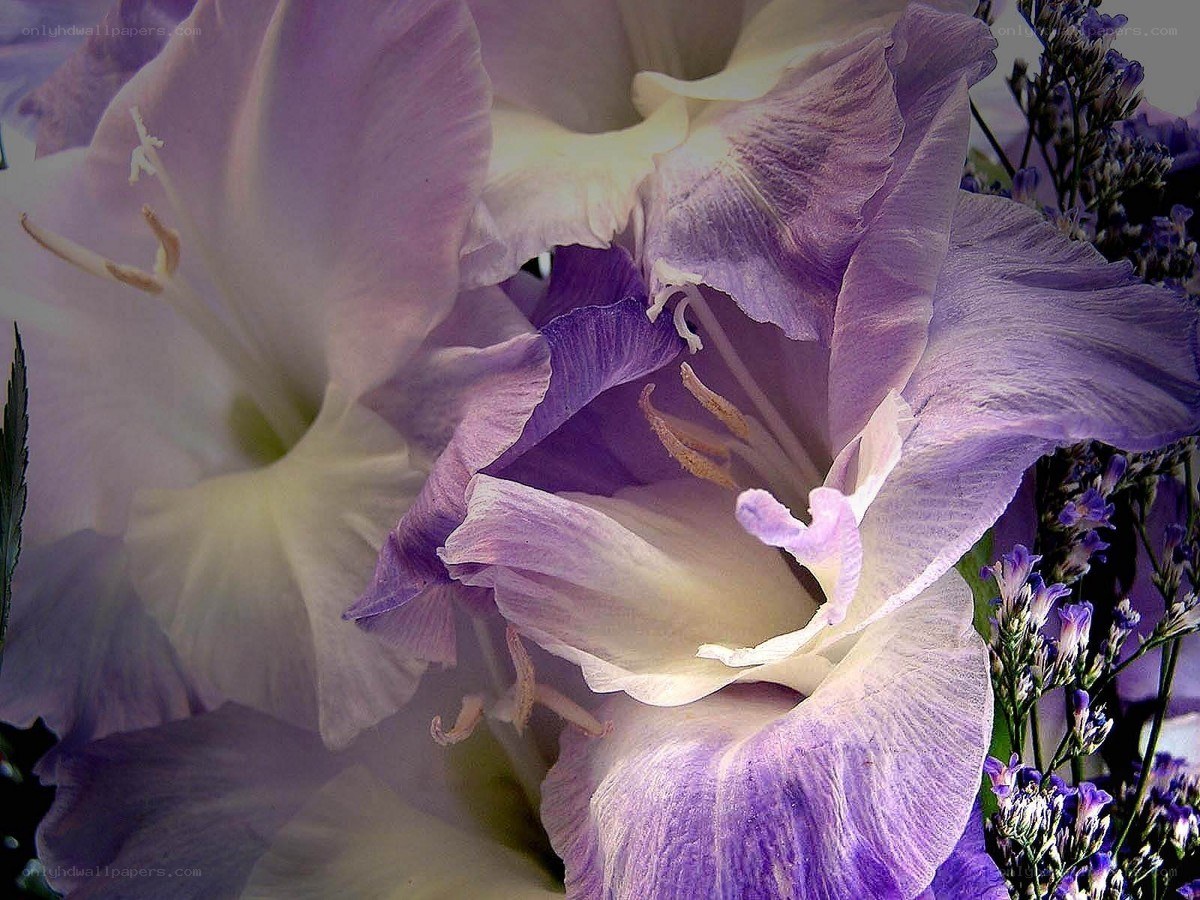 Purple gladiolus flowers
