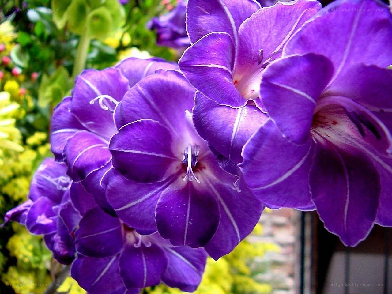 Purple gladiolus flowers