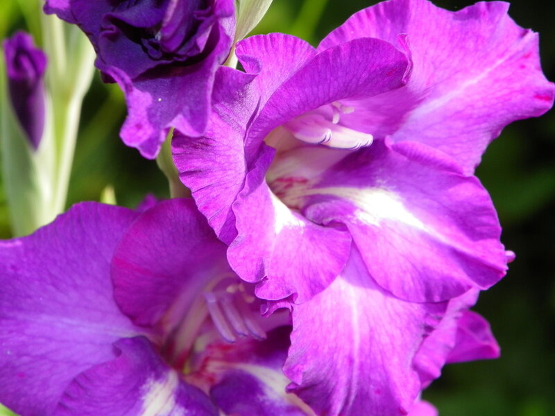 Purple Gladiolus Flowers — Calm, Afternoon