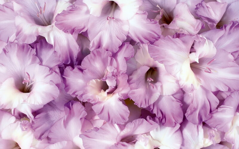 Purple Gladiolus Flowers — Calm, Photograph