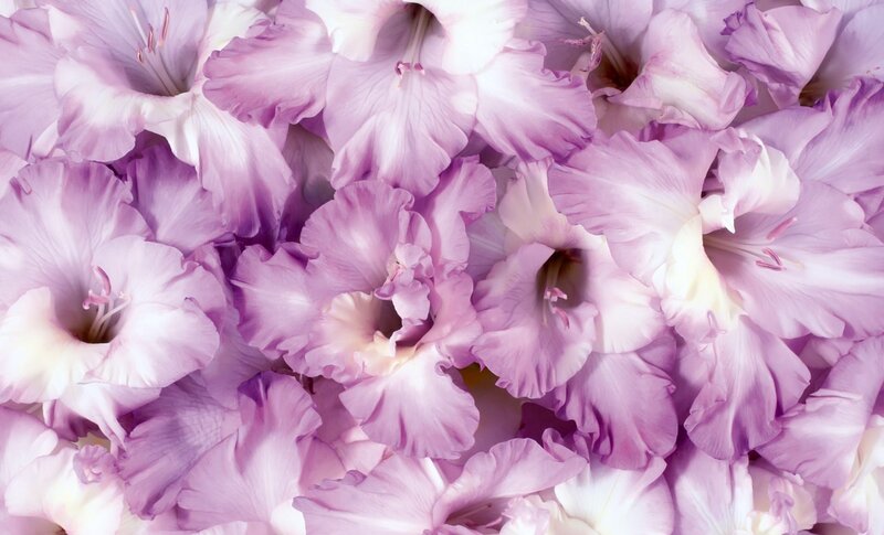 Purple Gladiolus Flowers — Calm