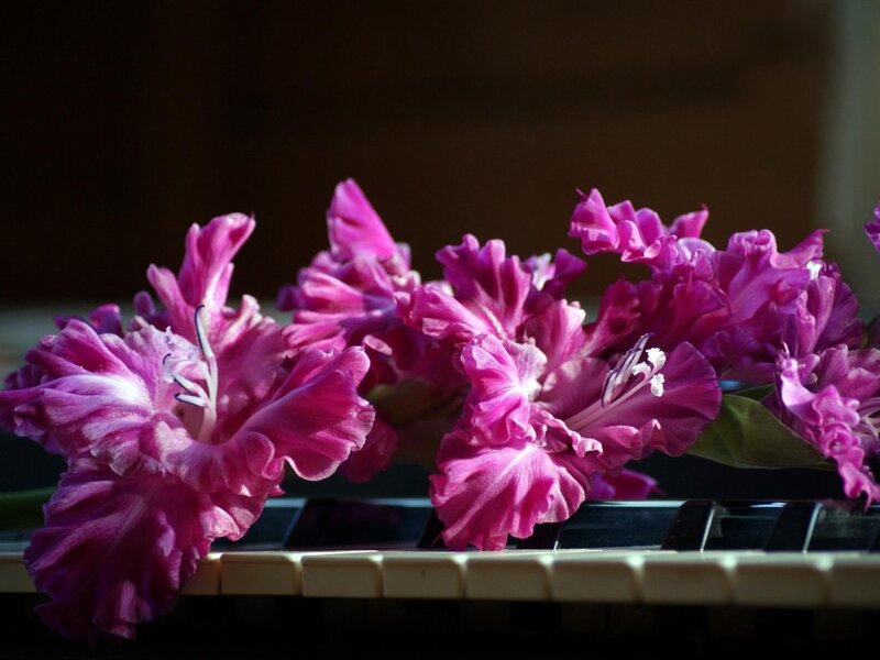 Purple Gladiolus Flowers — Dramatic, Afternoon