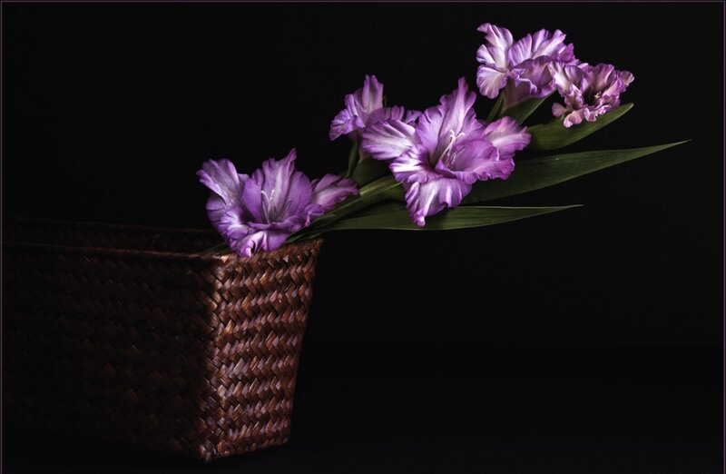 Purple Gladiolus Flowers — Dramatic, Photograph, Basket, Leaves