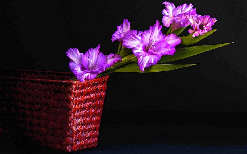 Purple Gladiolus Flowers — Dramatic, Photograph, Basket