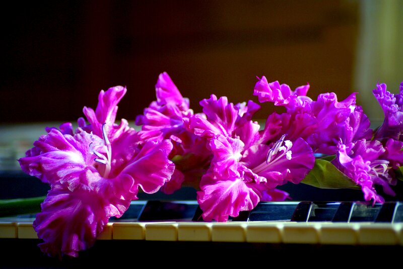 Purple Gladiolus Flowers — Dramatic, Photograph, Piano Keys