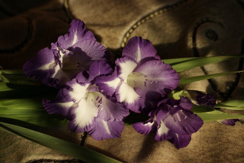 Purple Gladiolus Flowers — Dramatic, Sunset