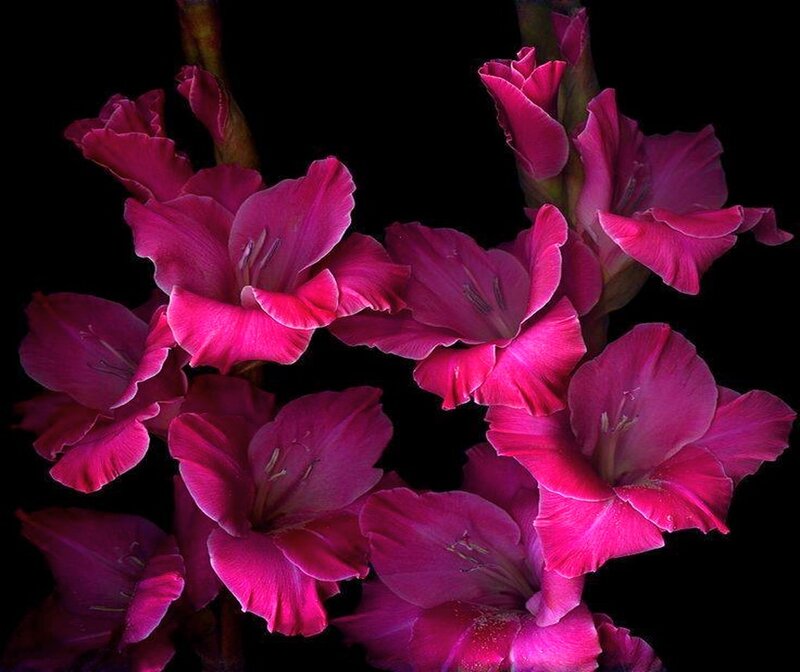 Purple Gladiolus Flowers — Magenta, Dramatic