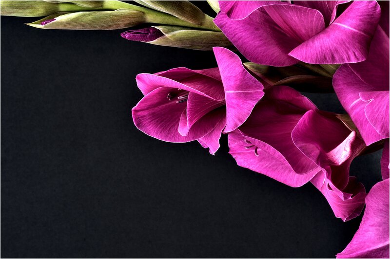 Purple Gladiolus Flowers — Magenta