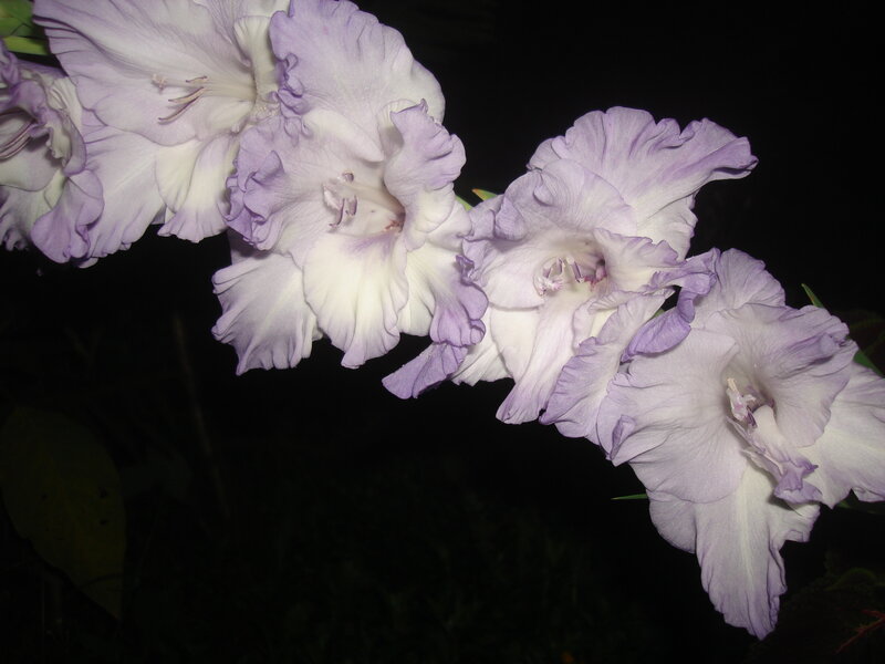 Purple Gladiolus Flowers — Serene, Night