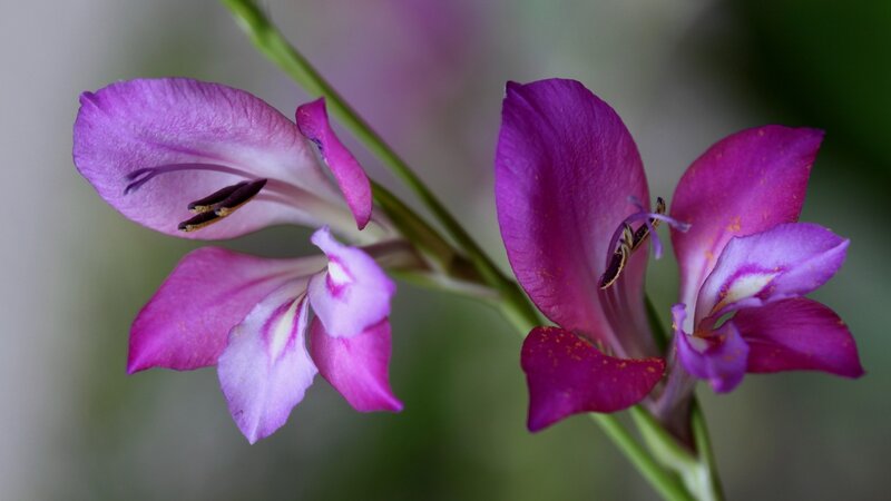 Purple Gladiolus Flowers — Serene, Photograph, Flower