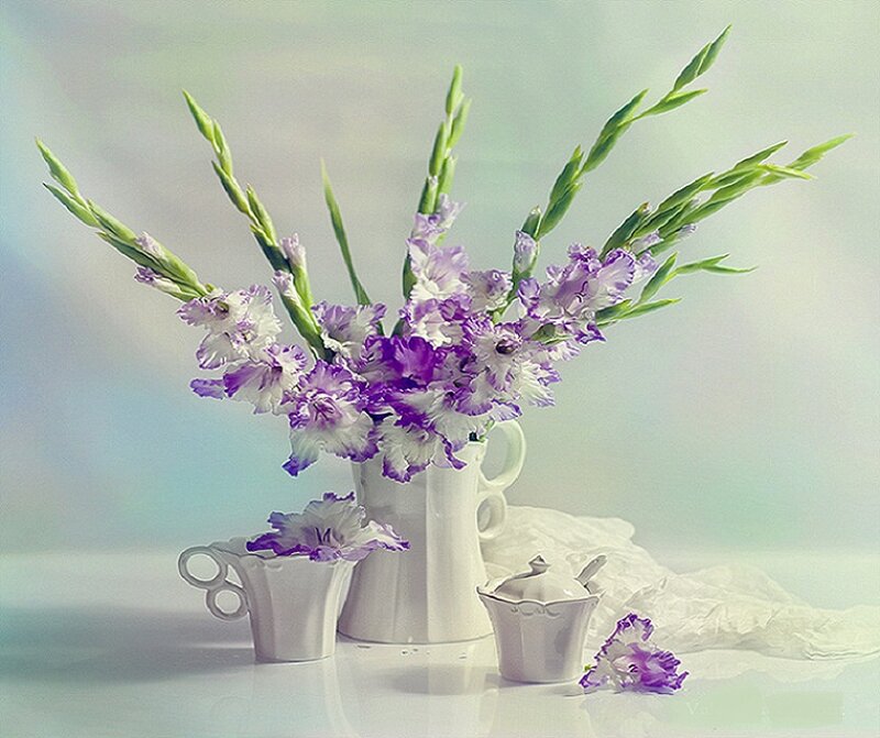 Purple Gladiolus Flowers — Serene, Photograph