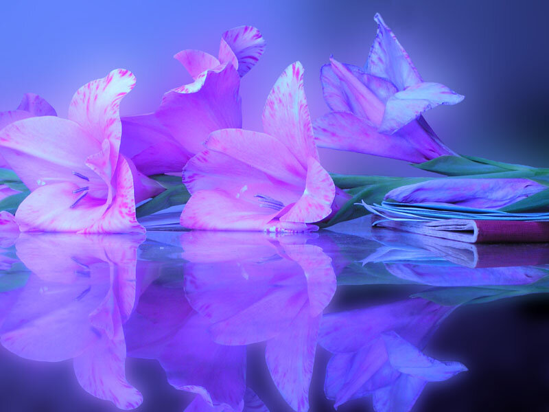 Purple Gladiolus Flowers — Serene
