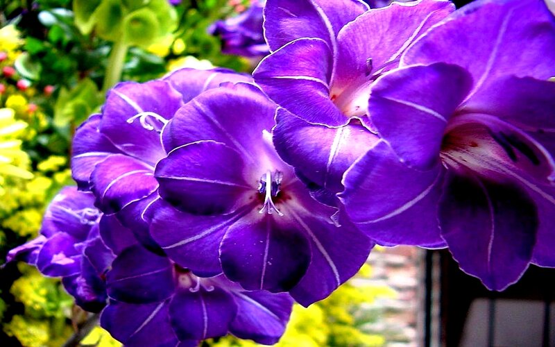 Purple Gladiolus Flowers — Vibrant