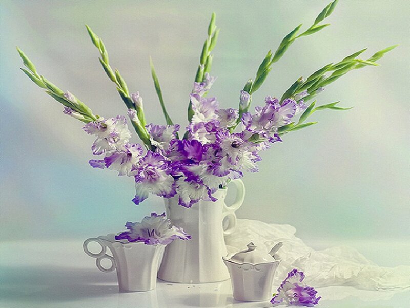 Purple Gladiolus Flowers — White, Serene