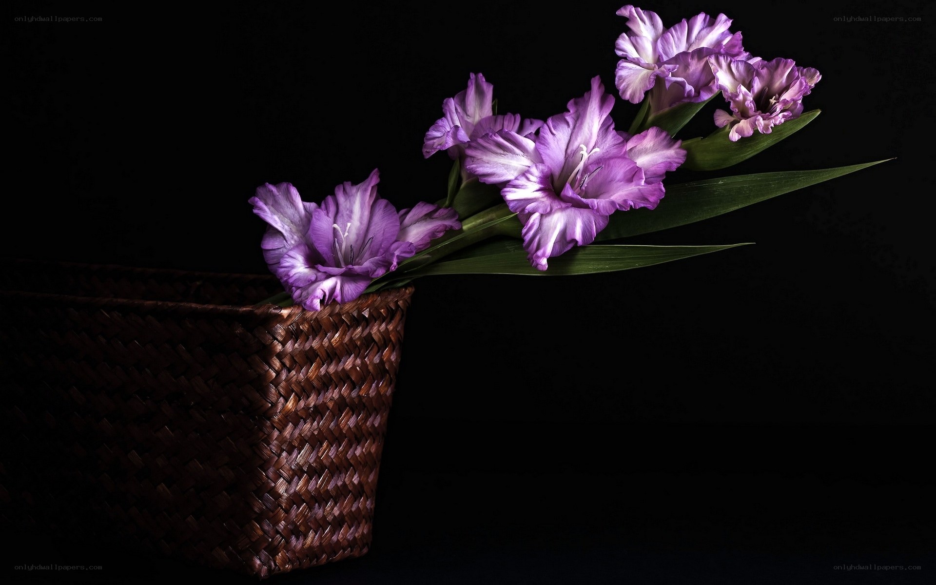 Purple gladiolus in basket
