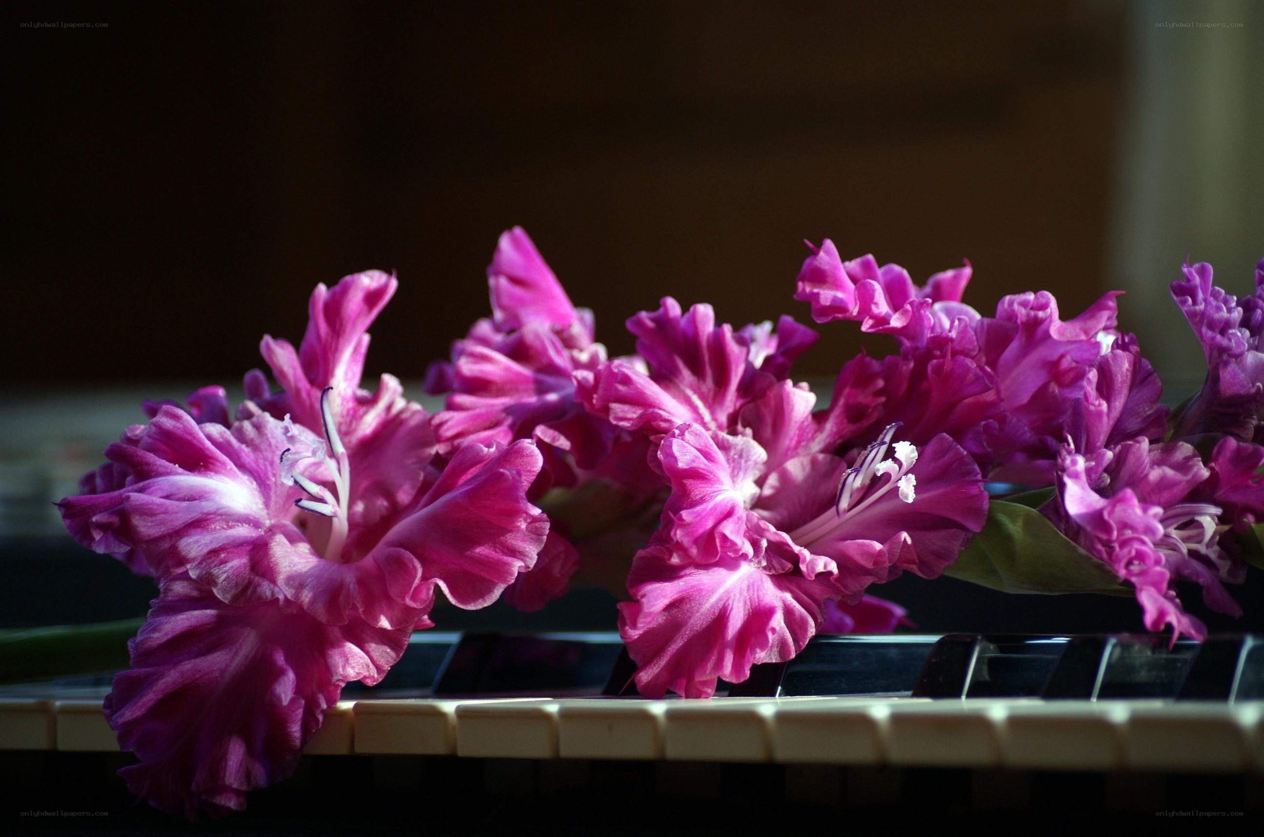 Purple gladiolus on piano keys