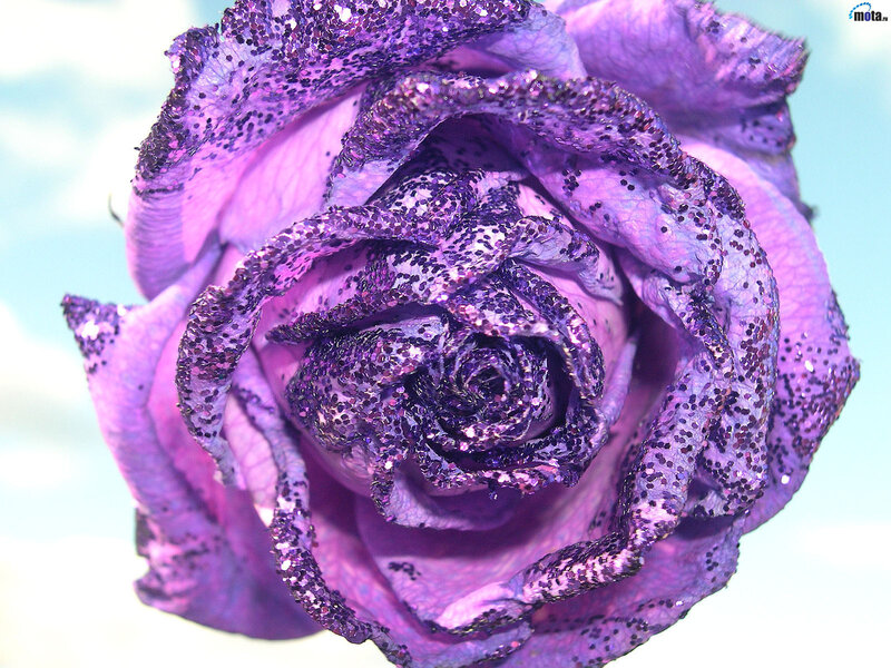 Purple Glitter Rose — Calm