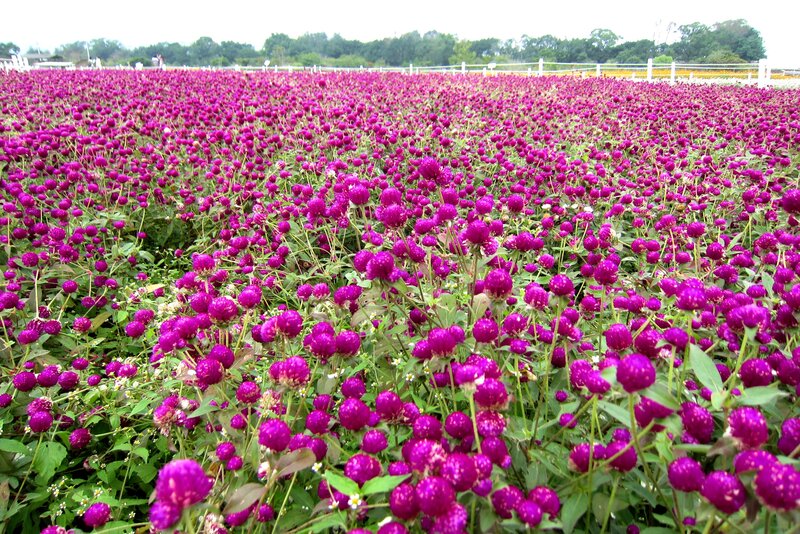 Purple Globe Amaranth Field