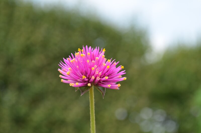 Purple Globe Amaranth Flower