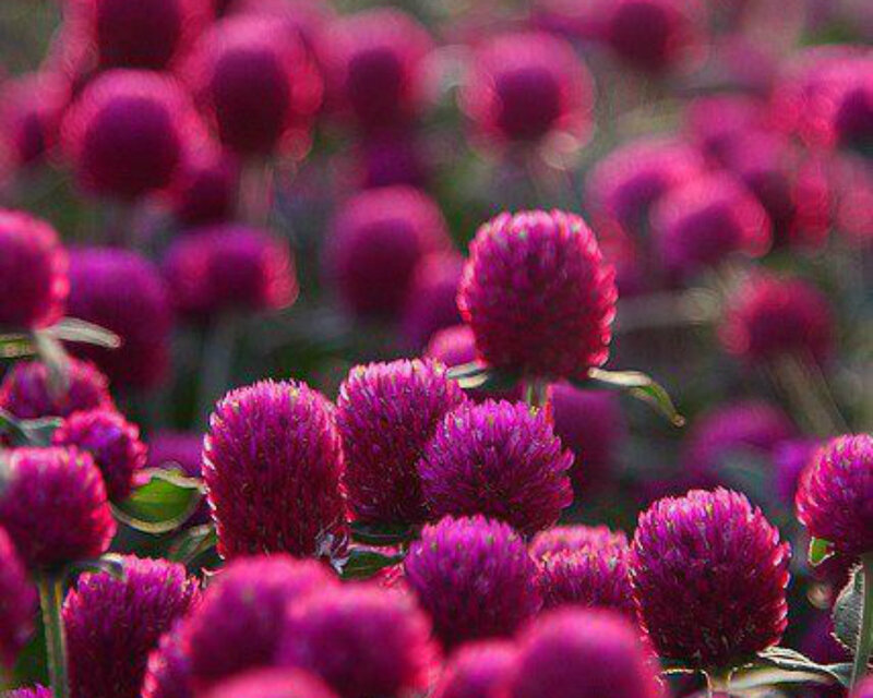 Purple Globe Amaranth Flowers — Calm, Afternoon
