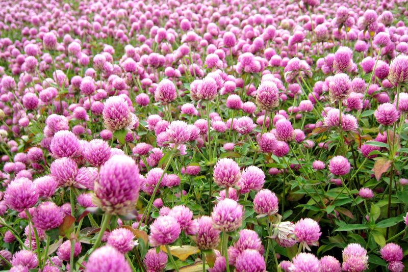 Purple Globe Amaranth Flowers — Calm, Summer