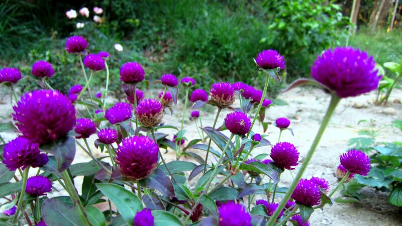 Purple Globe Amaranth Flowers — Calm