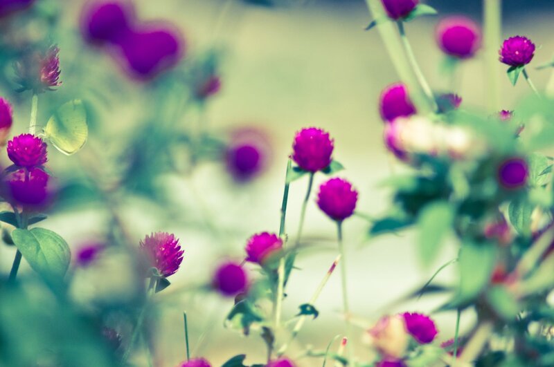 Purple Globe Amaranth Flowers — Serene, Afternoon, Photograph