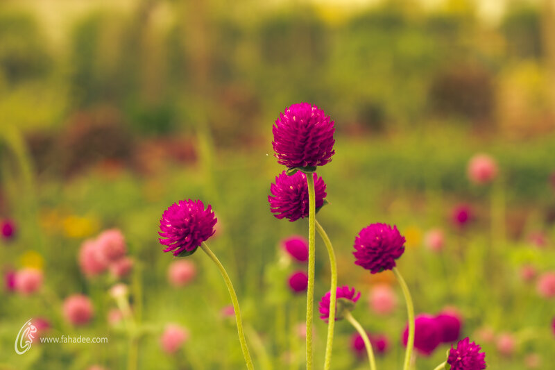 Purple Globe Amaranth Flowers — Serene, Afternoon