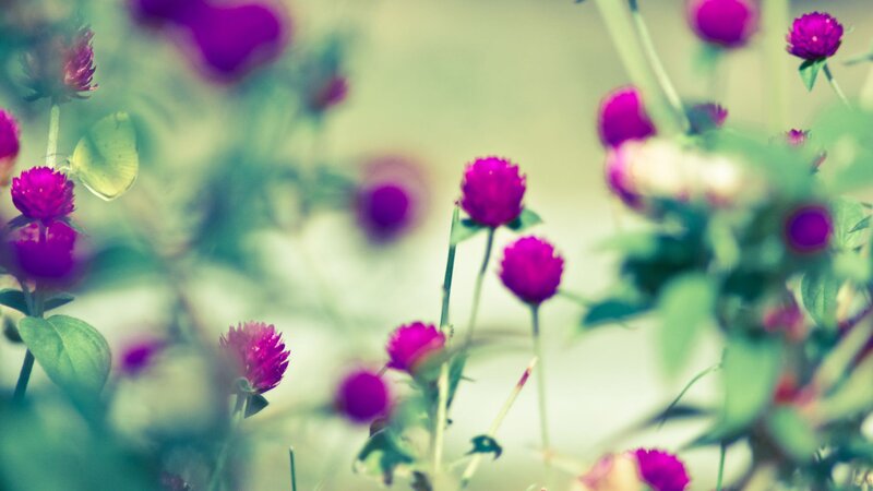 Purple Globe Amaranth Flowers — Serene, Spring, Photograph