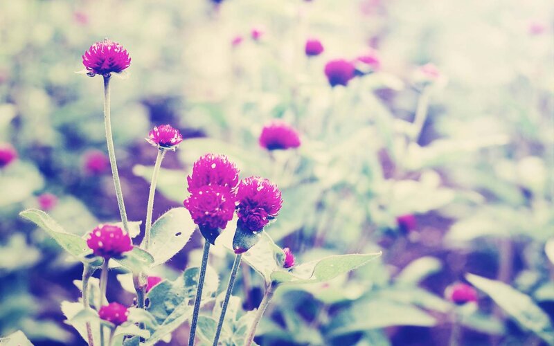 Purple Globe Amaranth Flowers — Serene, Spring