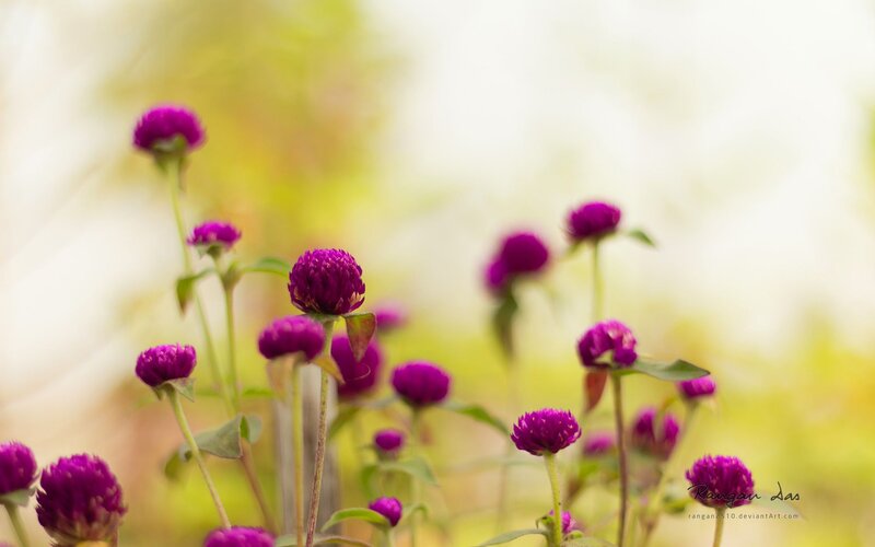Purple Globe Amaranth Flowers — Serene