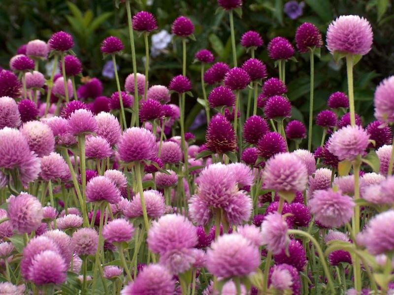 Purple Globe Amaranth Flowers