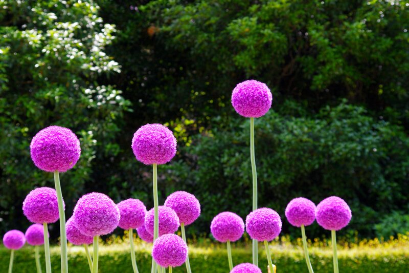 Purple Globe Flowers — Serene