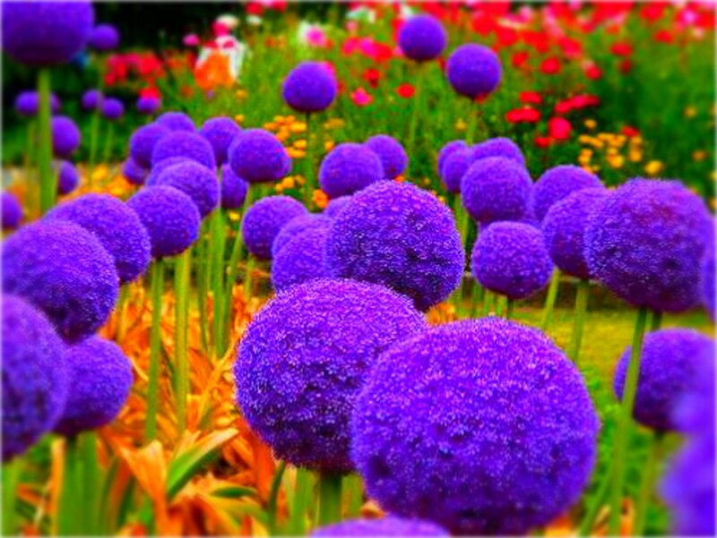 Purple Globe Flowers