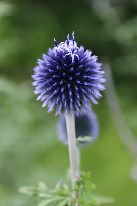 purple globe thistle flower