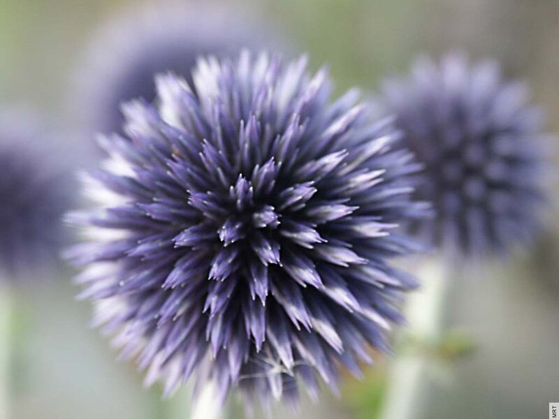 purple globe thistle flower