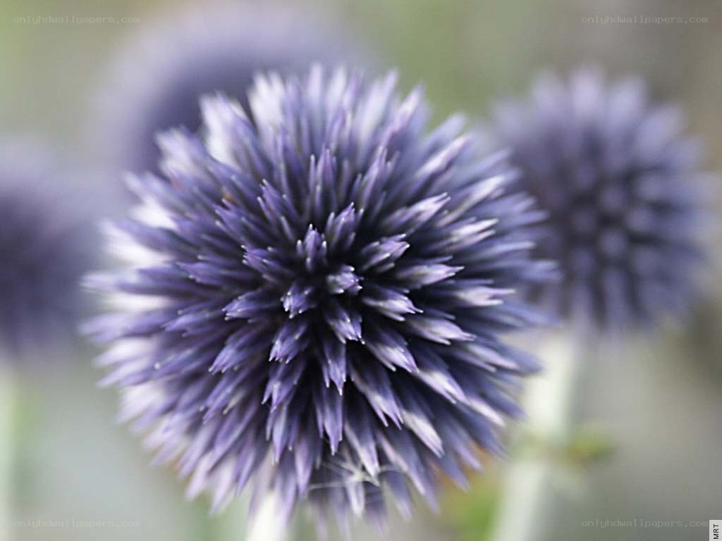 purple globe thistle flower