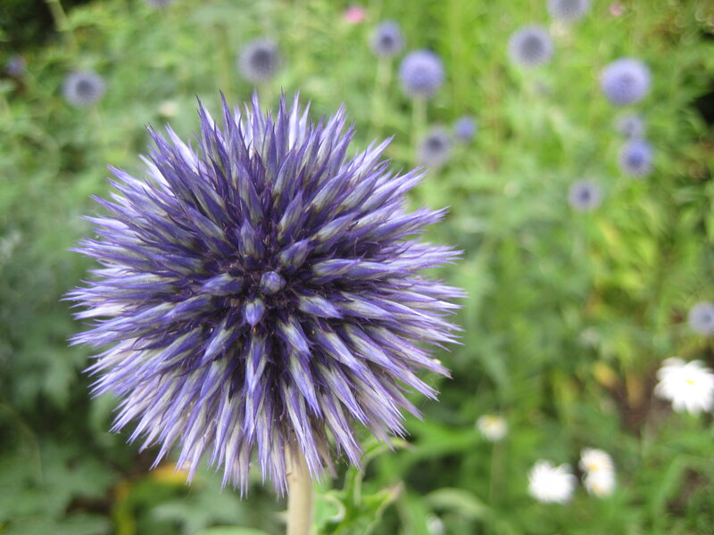 Purple Globe Thistle Flower — Calm