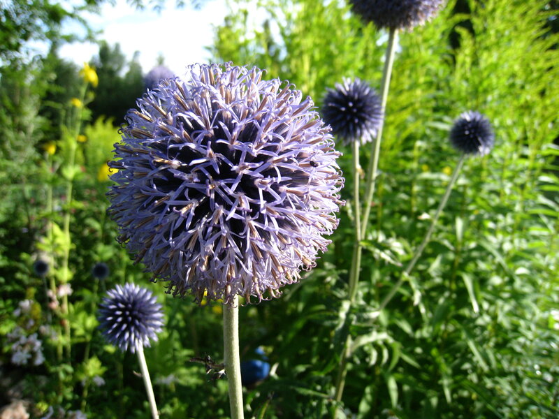 Purple Globe Thistle Flower — Serene