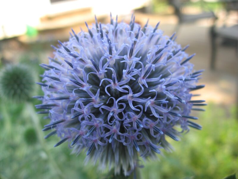 Purple globe thistle flower