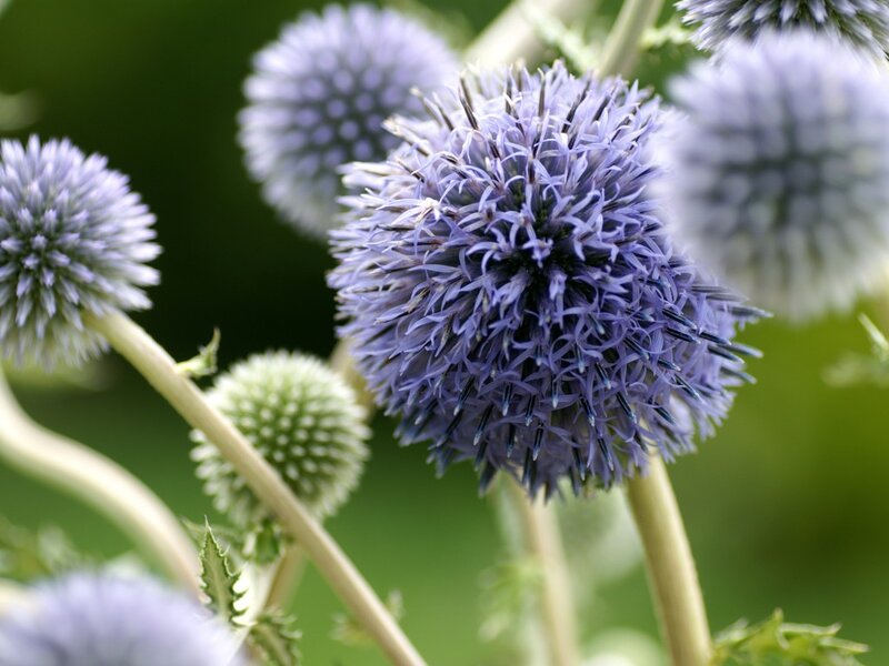 Purple Globe Thistle Flowers — Calm