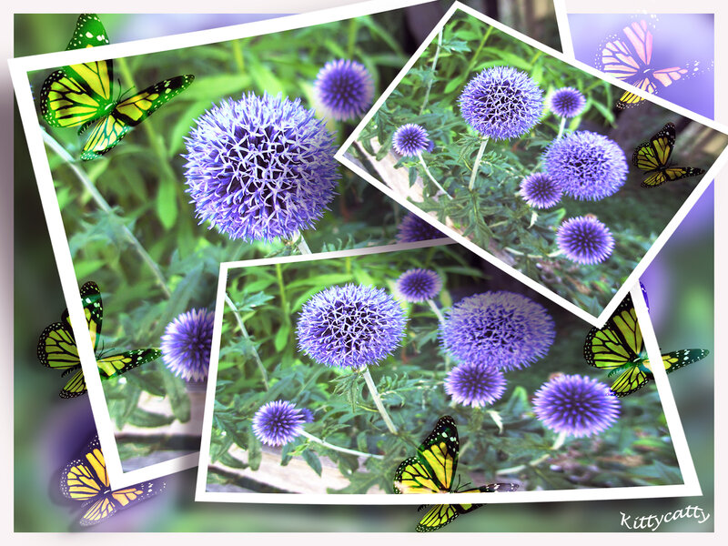 Purple Globe Thistle Flowers
